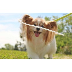 Walkinpets - Pentru câini orbi sau cu probleme de vedere